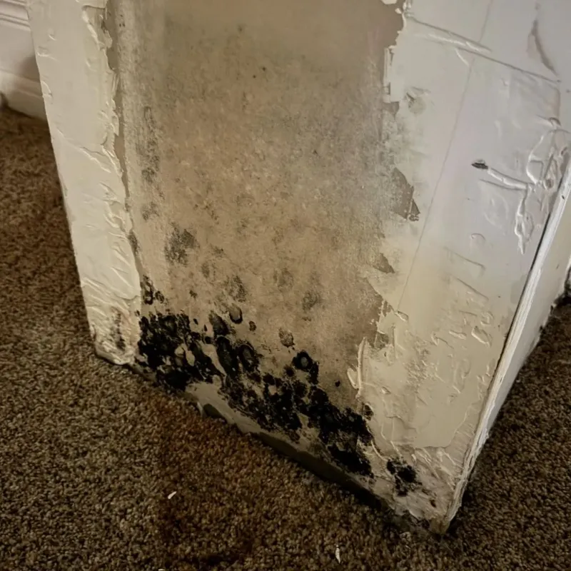 Professional Mold Removal in Seminole County, OK
